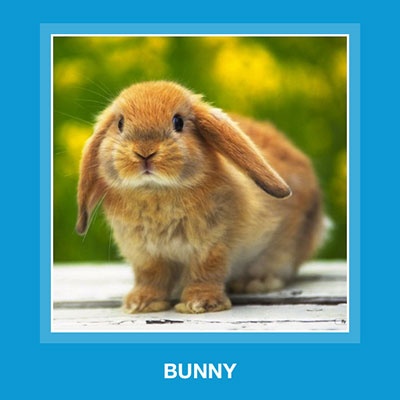 Bunny 