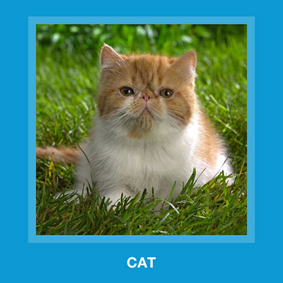  Cat 