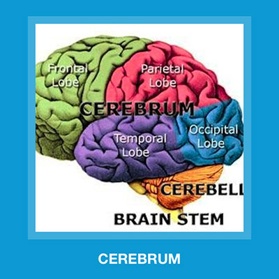  Cerebrum 