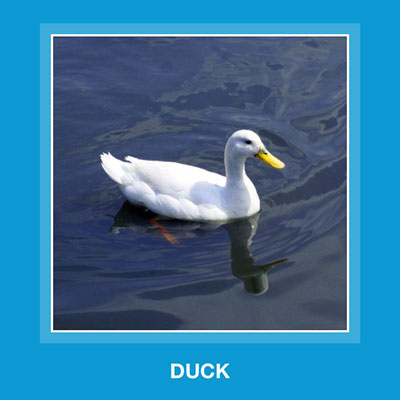  Duck 