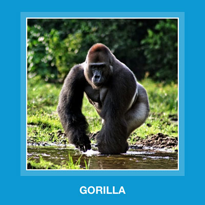  Gorilla 