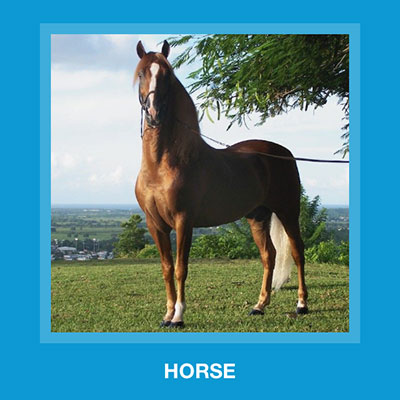  Horse 