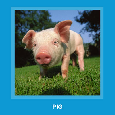  Pig 