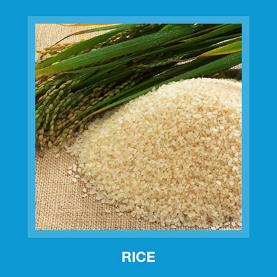  Rice 