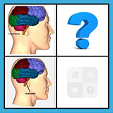  Cerebrum 