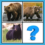  Grizzly Bear 