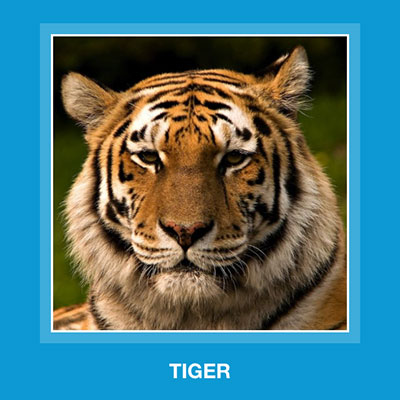  Tiger 