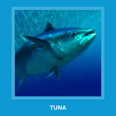  Tuna 